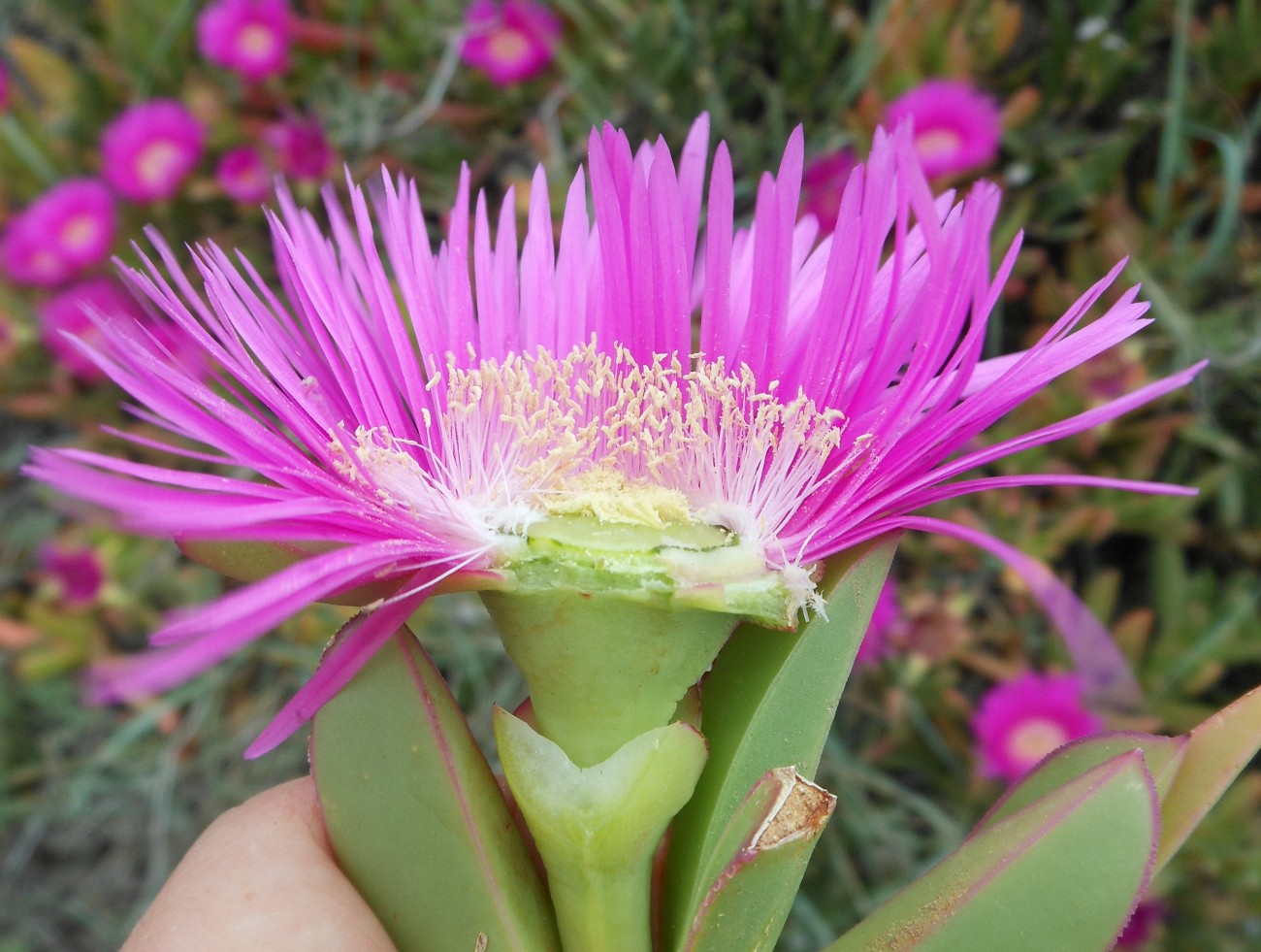 Carpobrotus acinaciformis  VS C. edulis  subsp. edulis